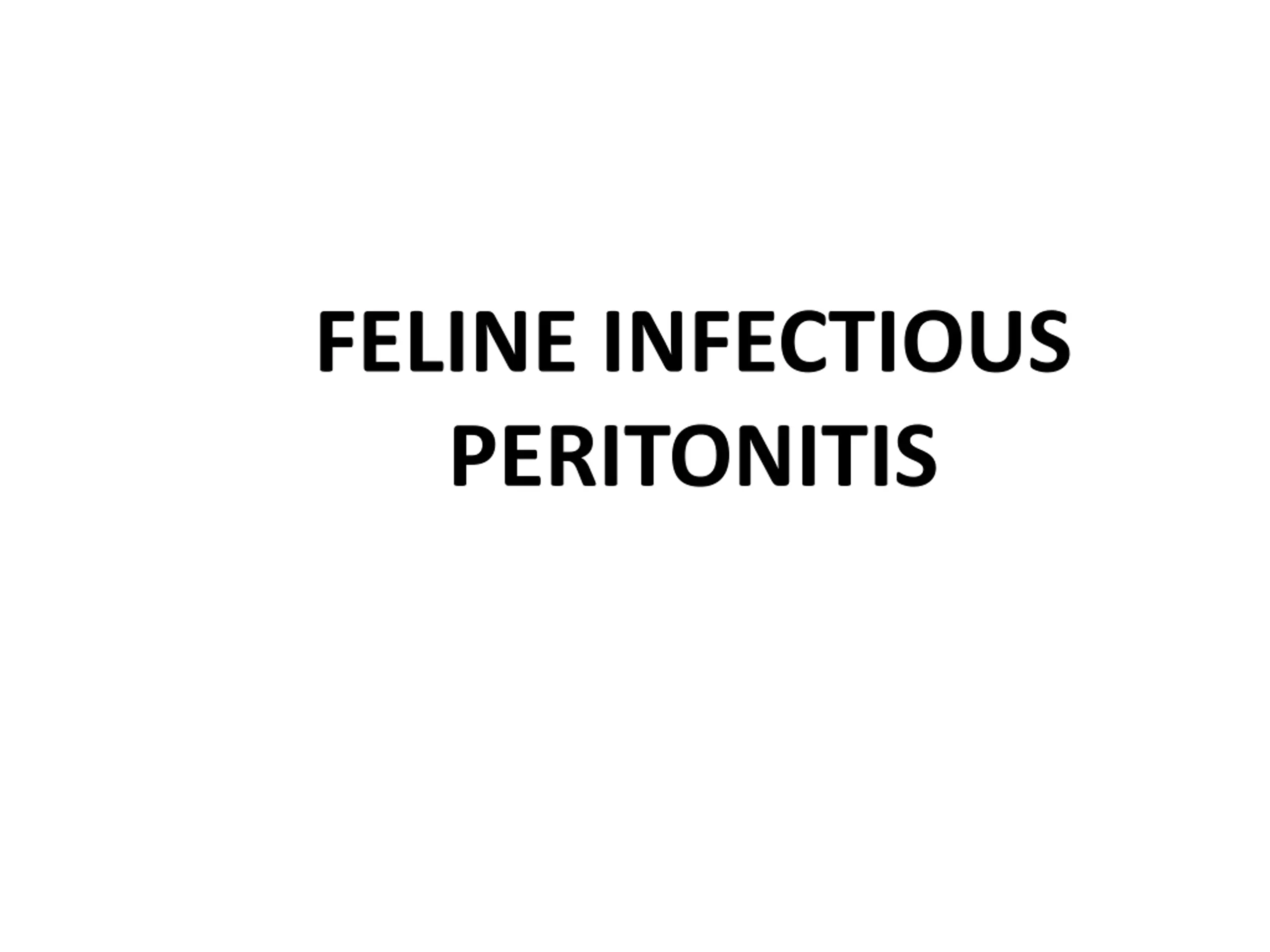 Powerpoint Cat Slide Feline Infectious Peritonitis PPT | SlideOrbit