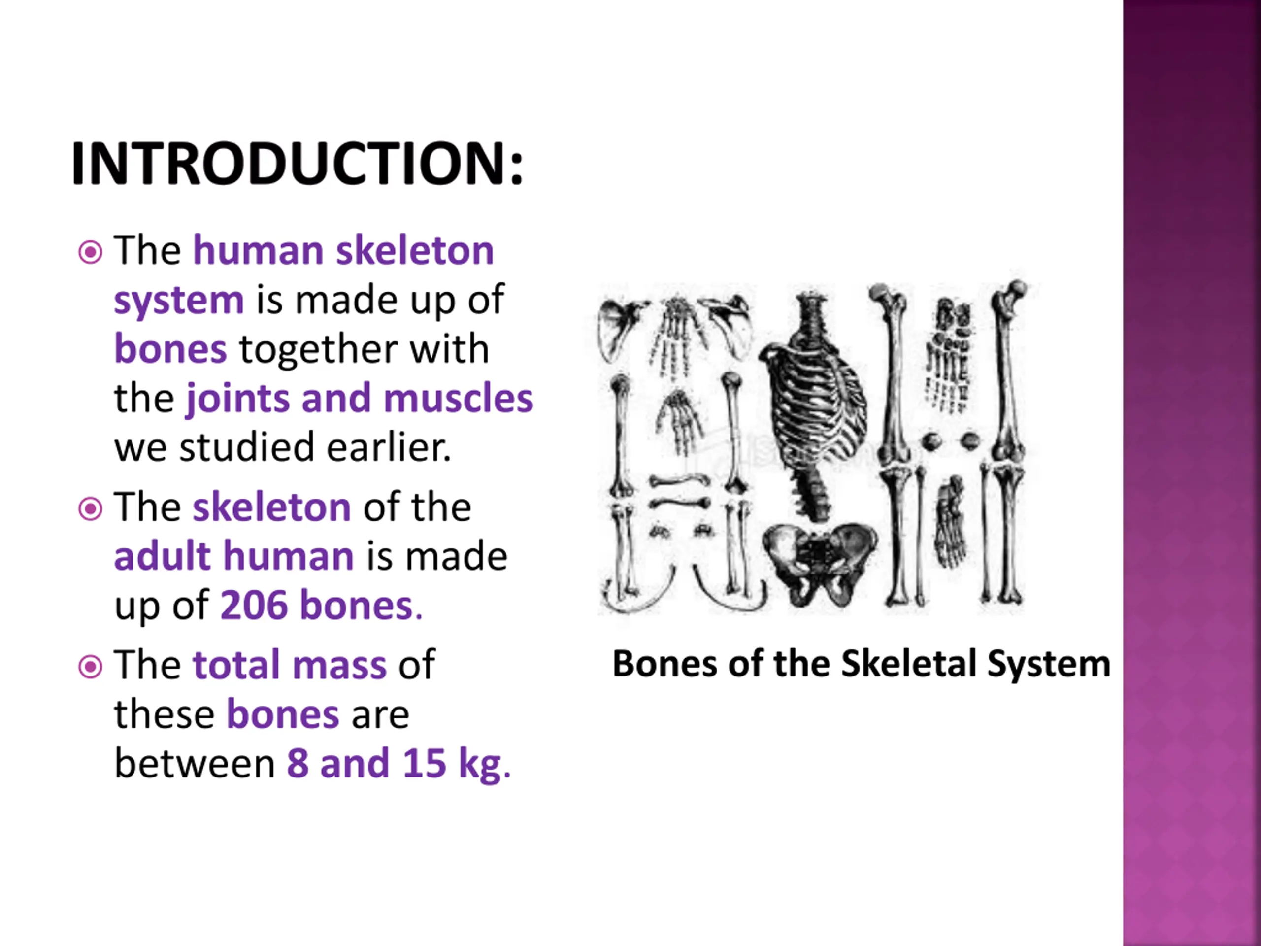 Human Skeleton System PPT | SlideOrbit