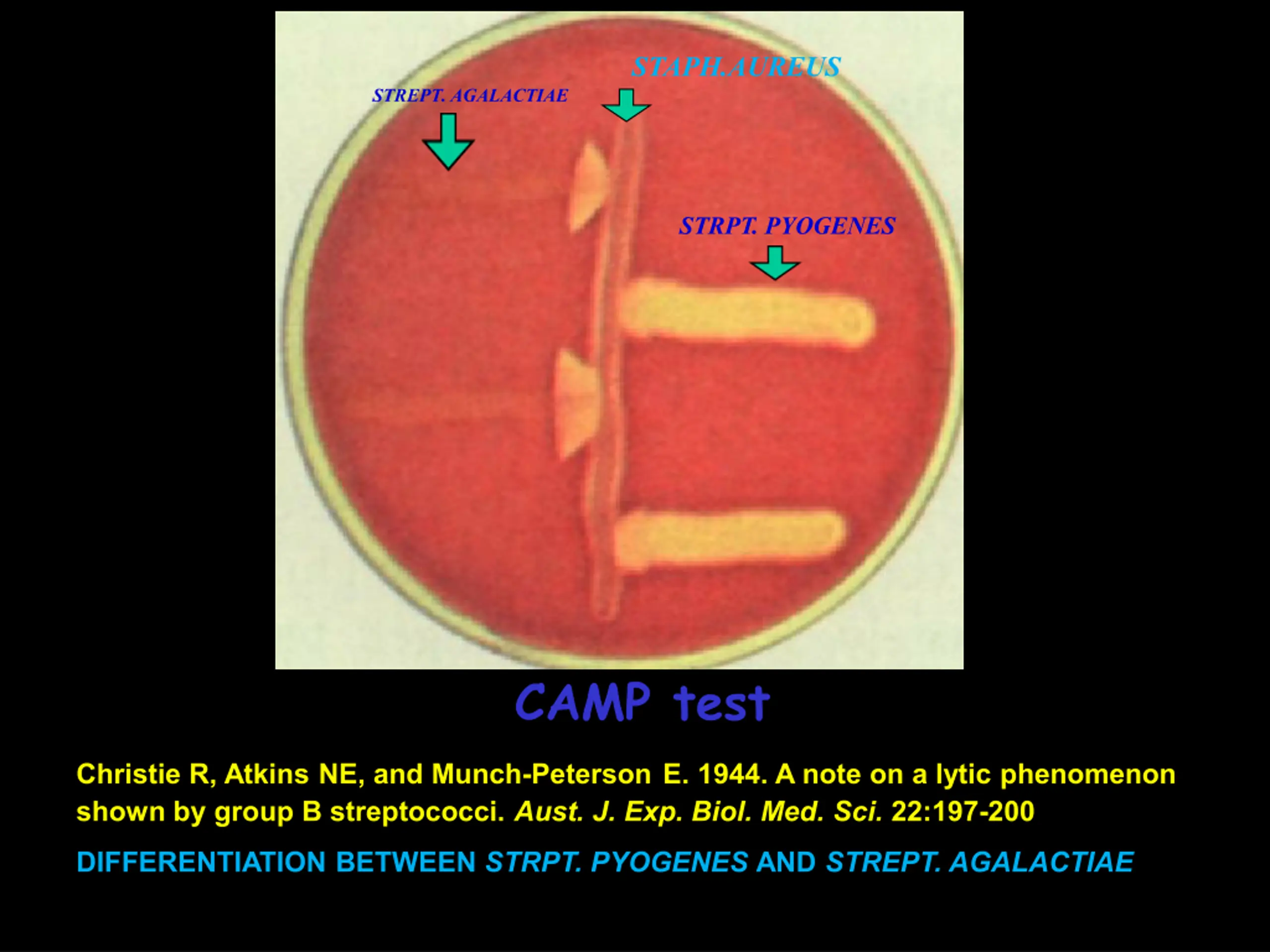 Streptococci Classification and Medical Importance PPT | SlideOrbit