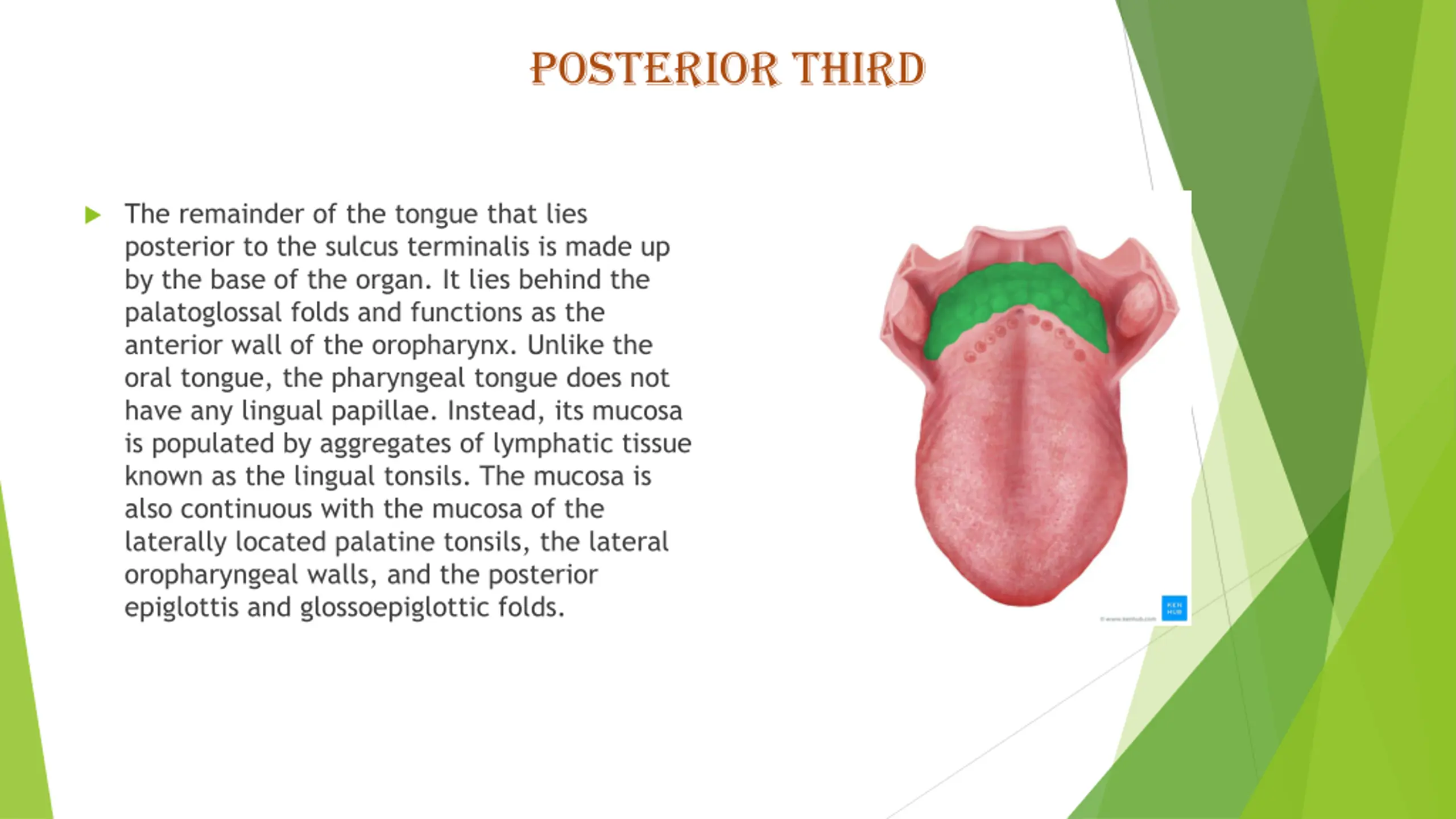Strattified Columnar The Human Digestive System PPT | SlideOrbit