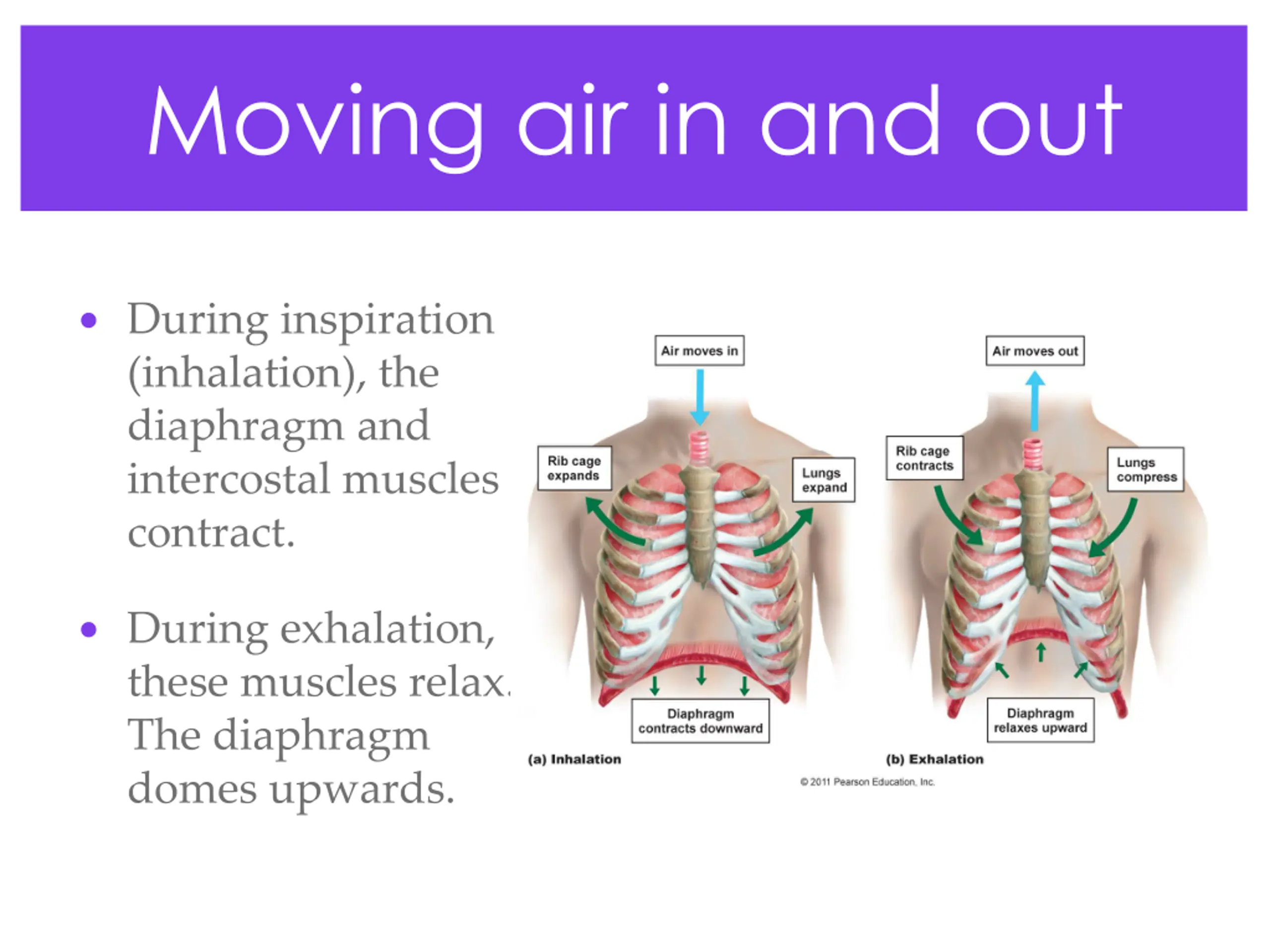 Respiratory System PPT | SlideOrbit
