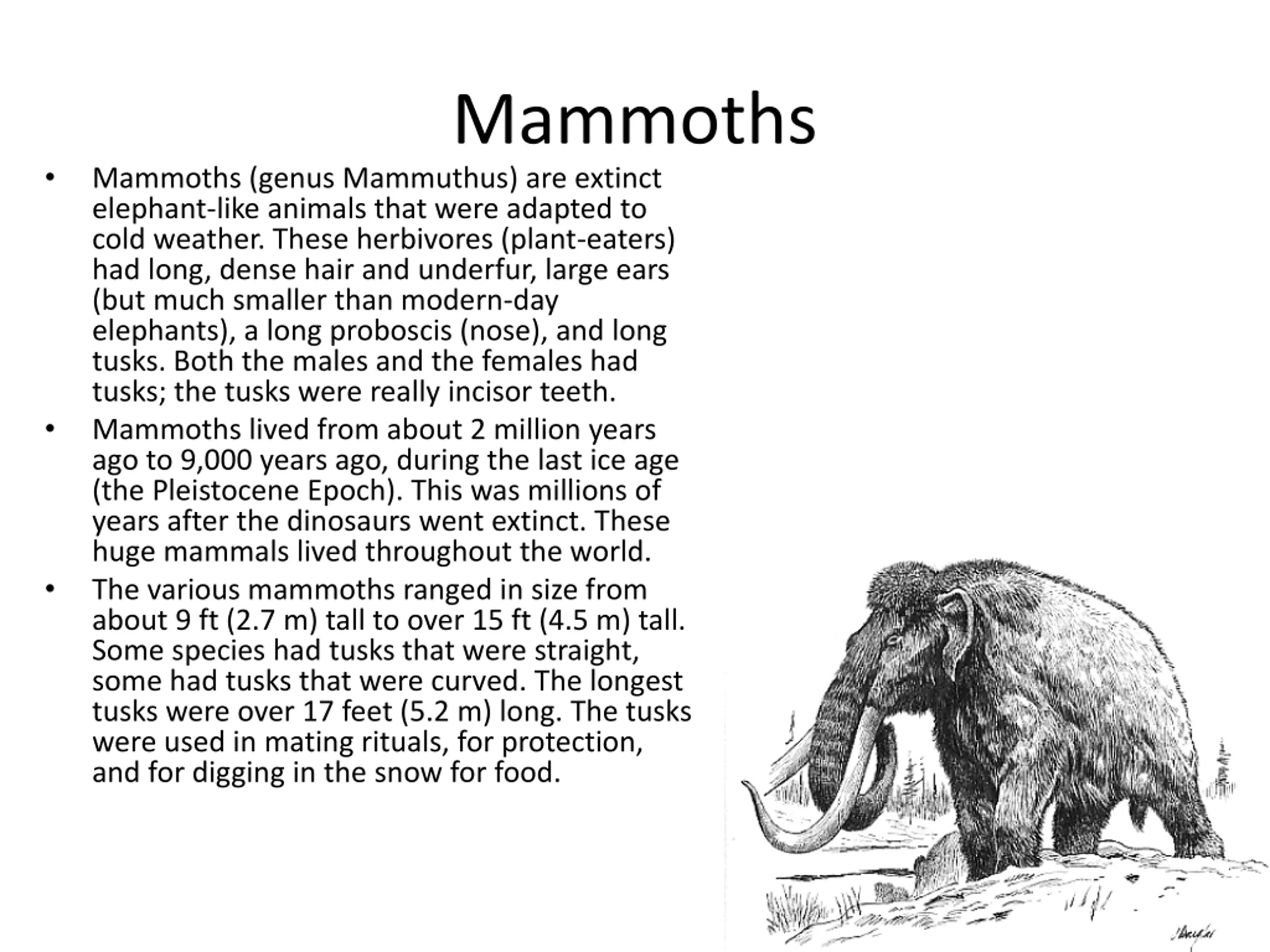 Powerpoint Cat Slide Animals of the Pleistocene PPT | SlideOrbit