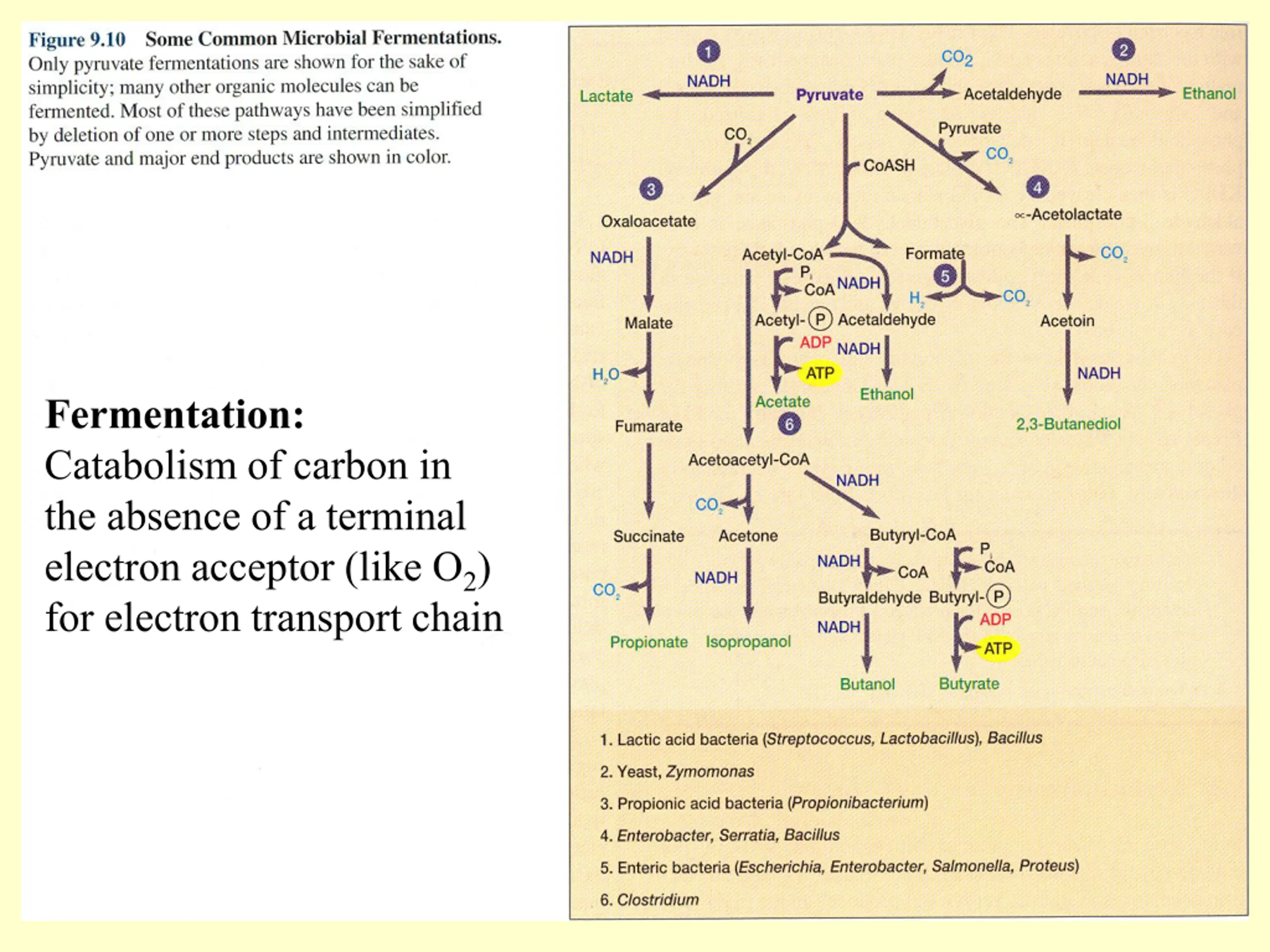 Fermentation: Catabolism of Carbon Without a Terminal Electron Acceptor ...