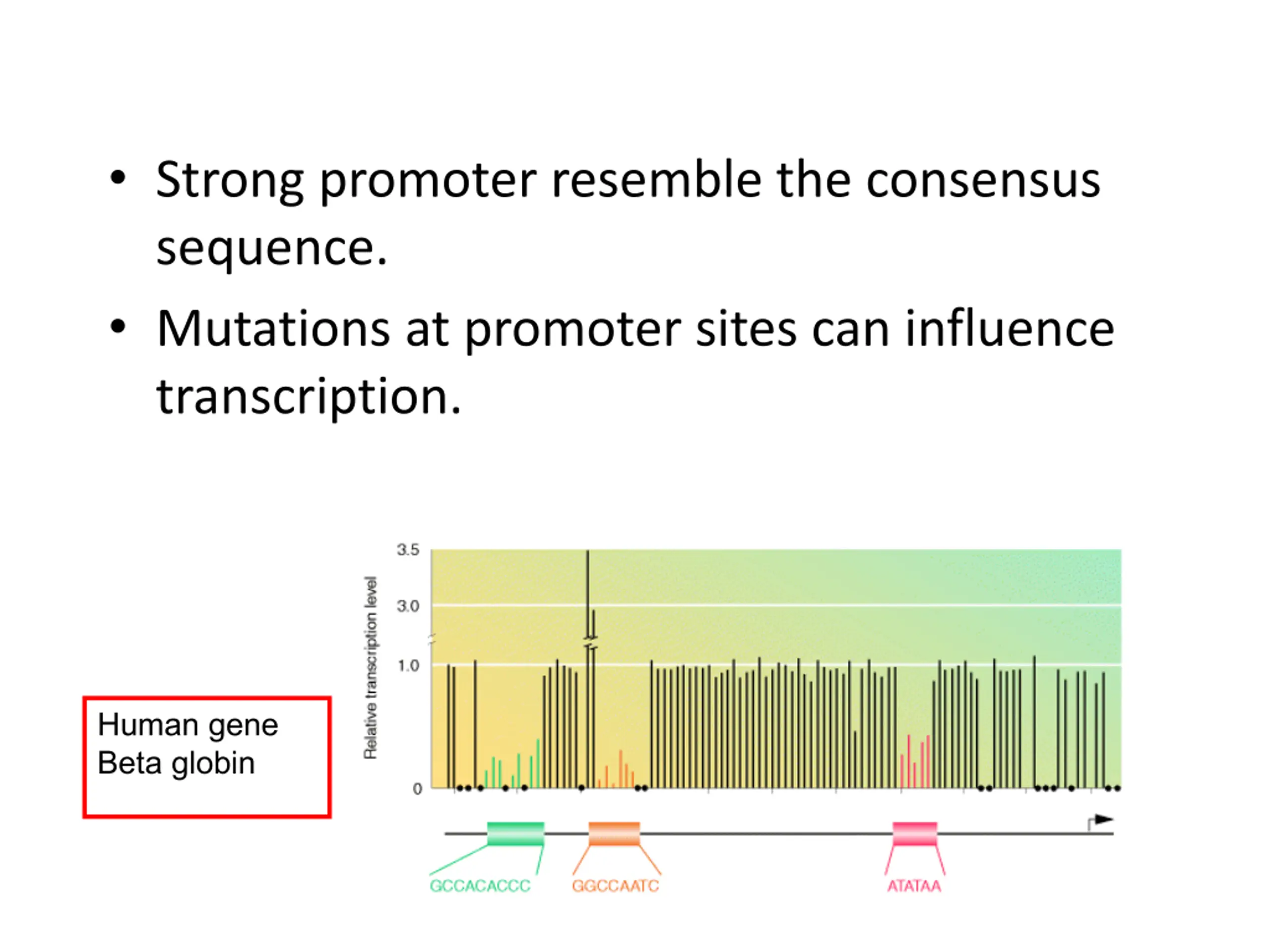 Intron Mutation Chromosome Structures PPT | SlideOrbit