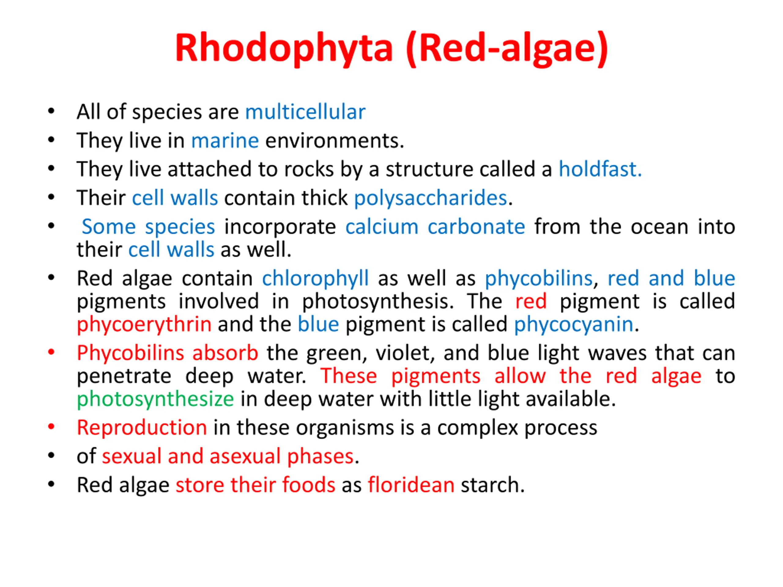 Red Powerpoint Examples Phaeophyta (Brown Algae) and Rhodophyta (Red Algae) PPT | SlideOrbit