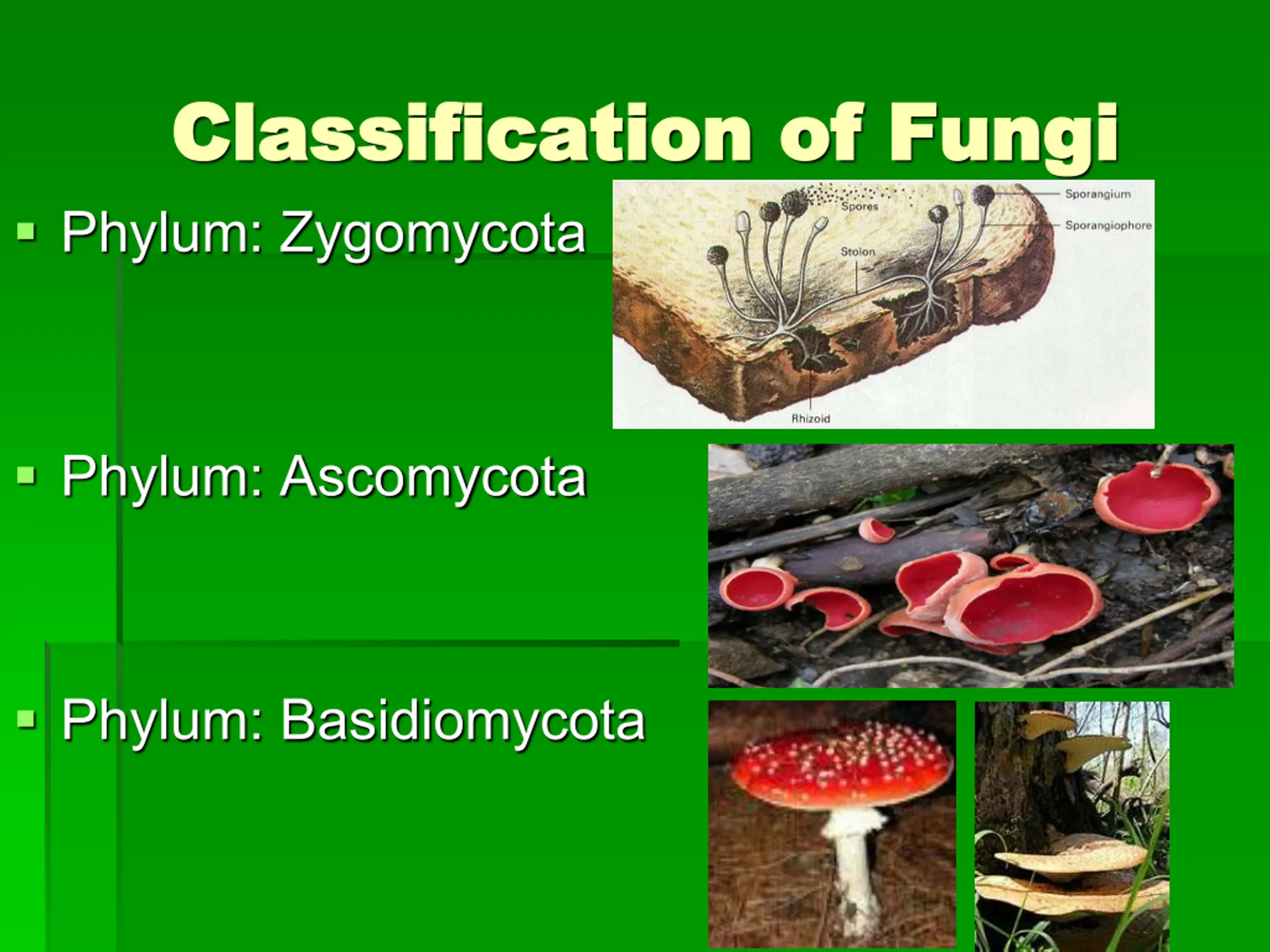 Phylum Ex Kingdom Fungi PPT | SlideOrbit