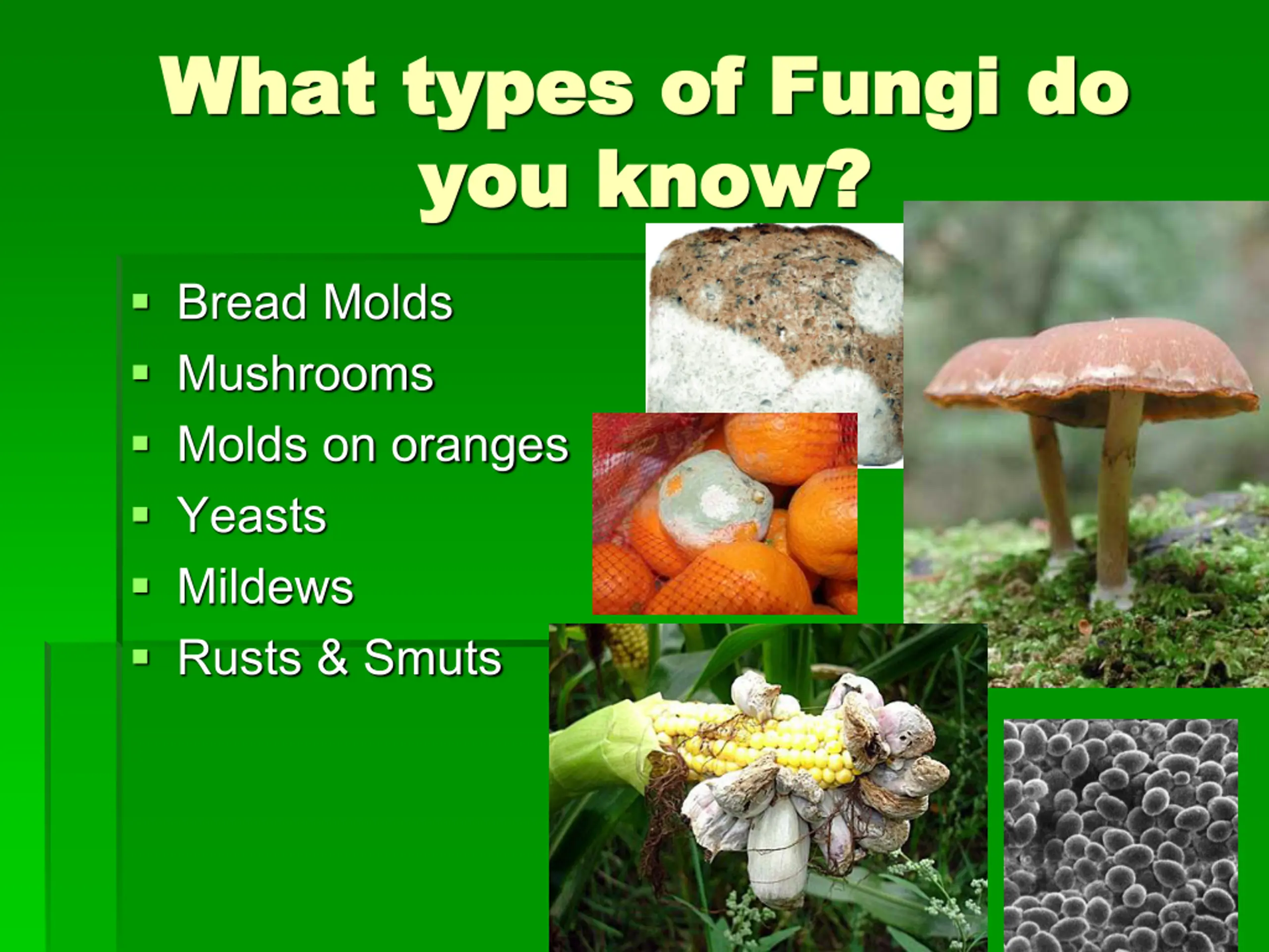 Kingdom Fungi PPT | SlideOrbit