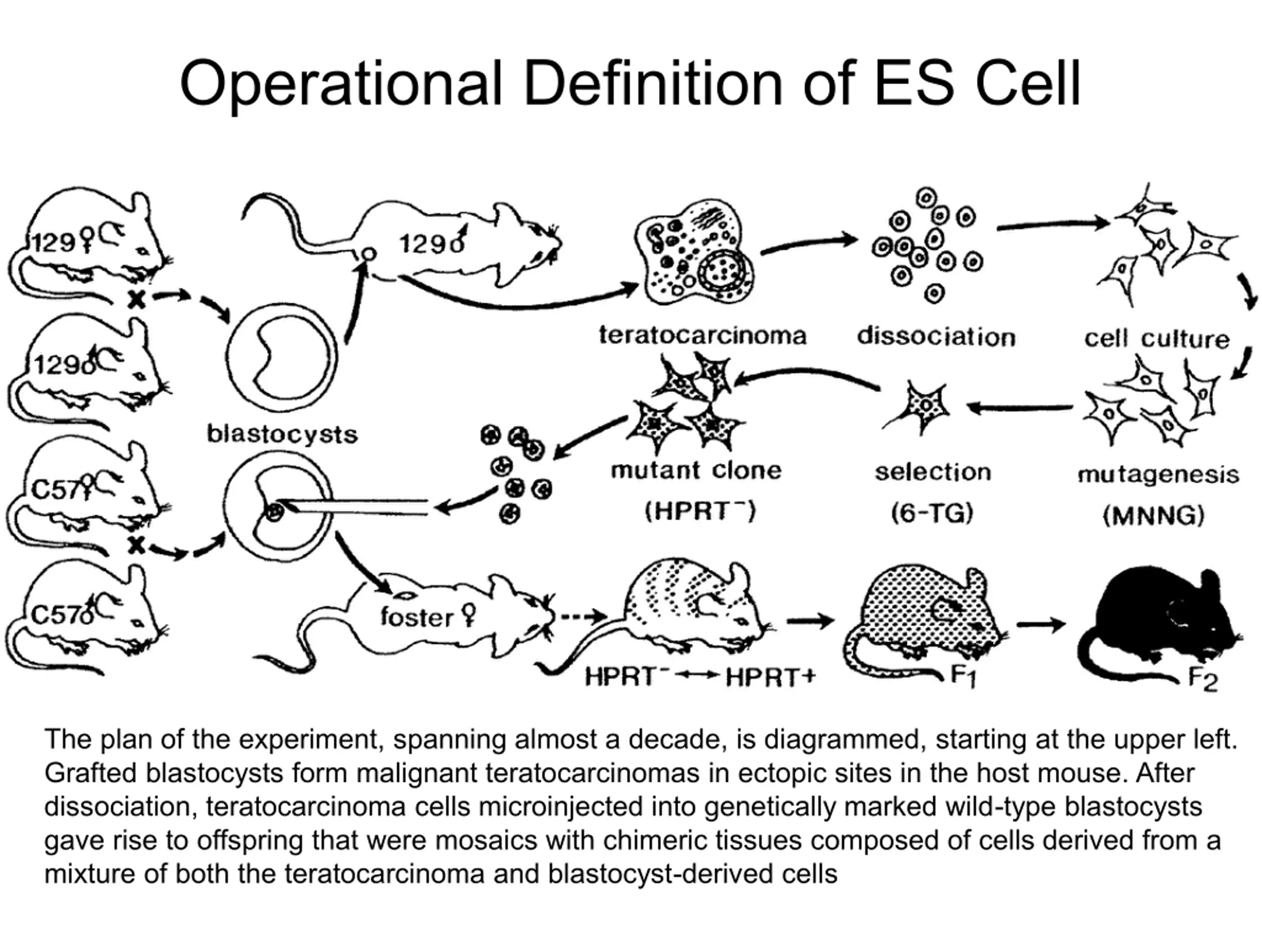 Use Basic Presentation Stem Cell Basics PPT | SlideOrbit