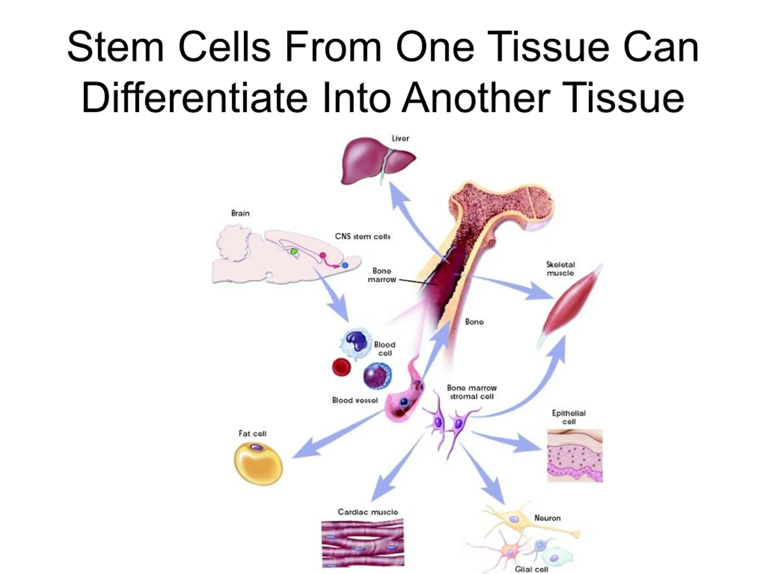 Stem Cell Basics PPT | SlideOrbit