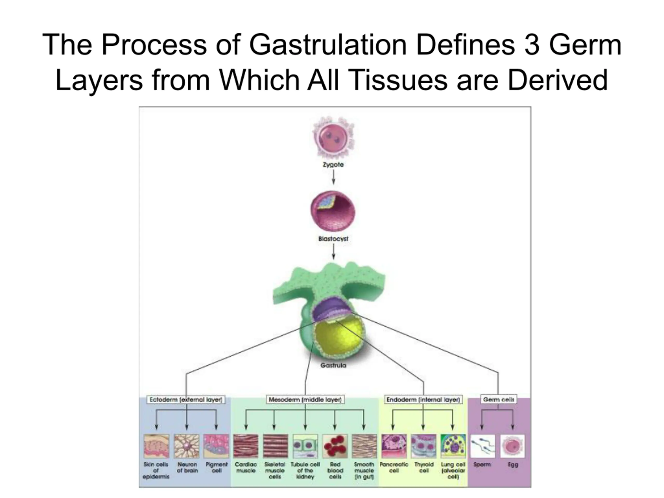 Use Basic Presentation Stem Cell Basics PPT | SlideOrbit